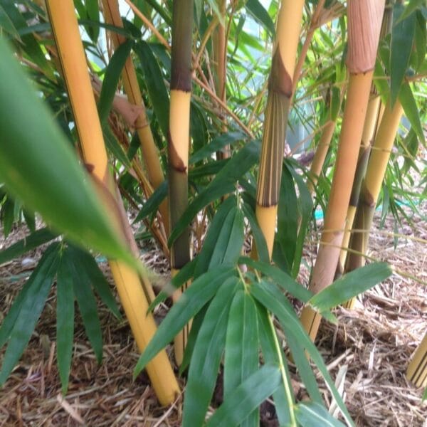 This is an image of China Gold bamboo available from Bamboo Creations Victoria