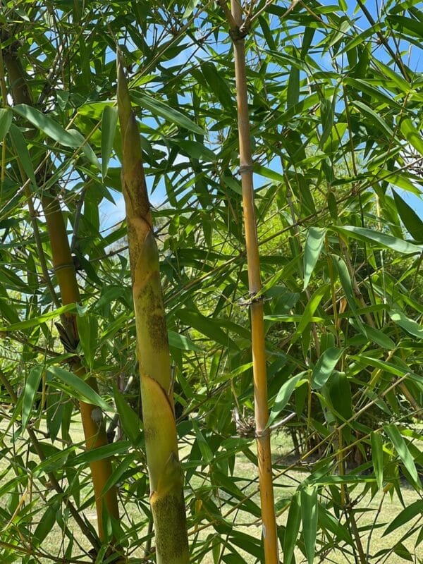 This is a photograph of Balcooa Bamboo available from Bamboo Creations Victoria