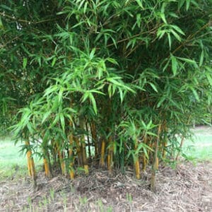 This is an image of China Gold bamboo available from Bamboo Creations Victoria Nursery