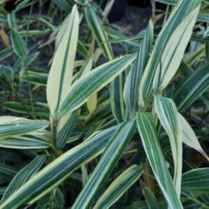 This is an image of Dwarf Whitestripe bamboo available from Bamboo Creations Victoria Nursery