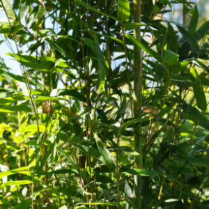 This is an image of Gold Stripe bamboo available from Bamboo Creations Victoria Nursery
