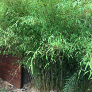 This is an image of Himalayan Weeping bamboo available from Bamboo Creations Victoria Nursery