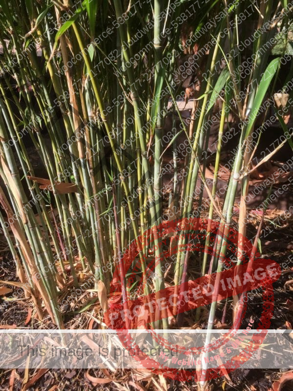 This is an image of Nepalese Blue Bamboo available from Bamboo Creations Victoria Nursery