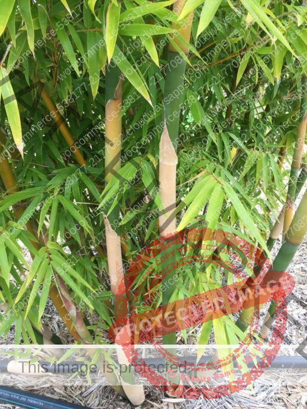 This is an image of Silky Weaver Bamboo available from Bamboo Creations Victoria Nursery