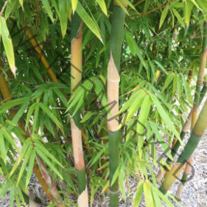 This is an image of Silky Weaver Bamboo available from Bamboo Creations Victoria Nursery