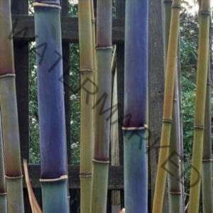 This is an image of Rhapsody Bamboo available from Bamboo Creations Victoria Nursery