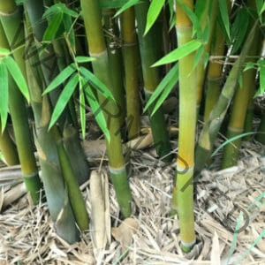 This is an image of Dark Weavers Bamboo available from Bamboo Creations Victoria Nursery