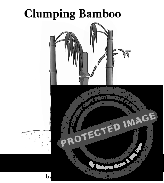 This is an illustration which shows the growing habits of clumping, or non-invasive, bamboo