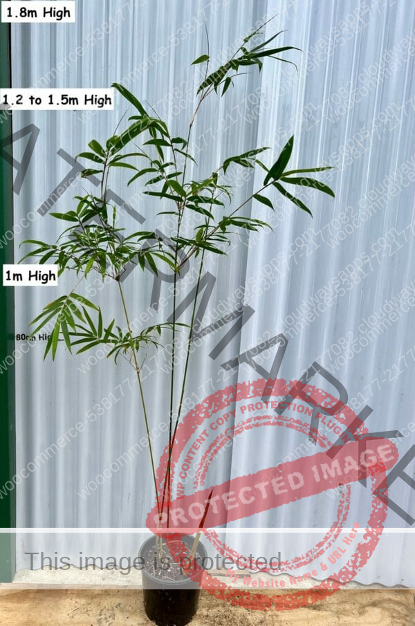 This is a photograph of Gracilis Bamboo available from Bamboo Creations Victoria