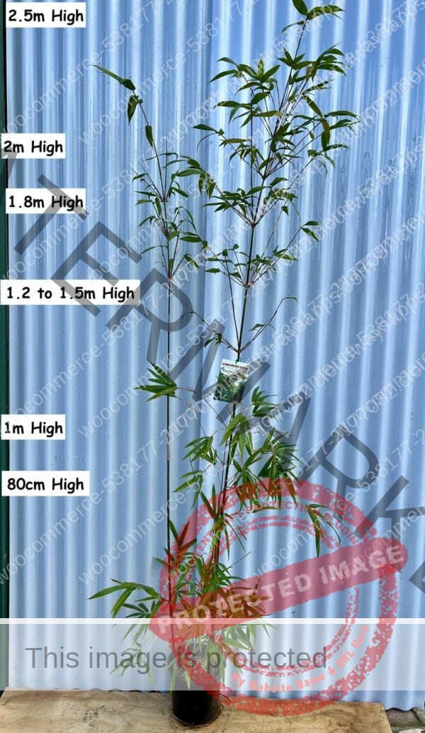 This is a photograph of Gracilis Bamboo available from Bamboo Creations Victoria