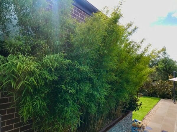 This is a photograph of Himalayan Weeping Bamboo available from Bamboo Creations Victoria