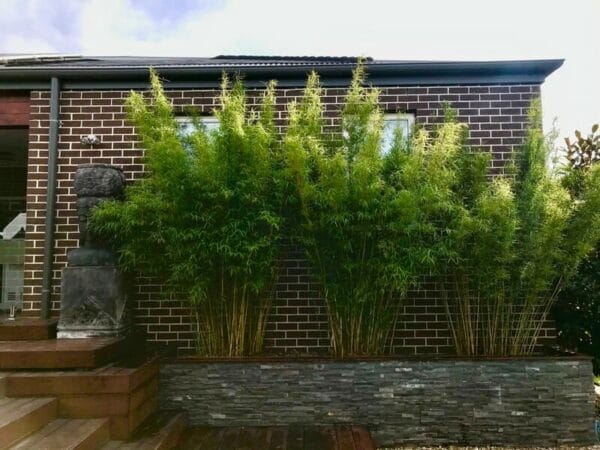 This is a photograph of Himalayan Weeping Bamboo available from Bamboo Creations Victoria