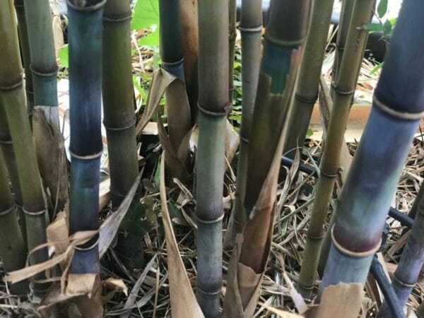 This is a photograph of Rhapsody Bamboo available from Bamboo Creations Victoria