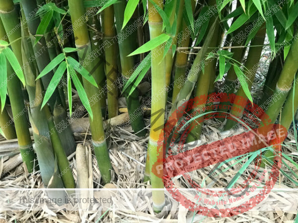 This is a photograph of Silky Weavers Bamboo available from Bamboo Creations Victoria