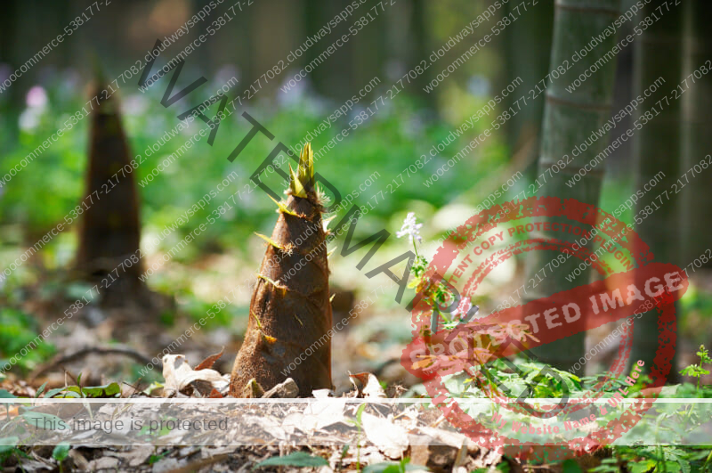 photo of a healthy young bamboo shoot